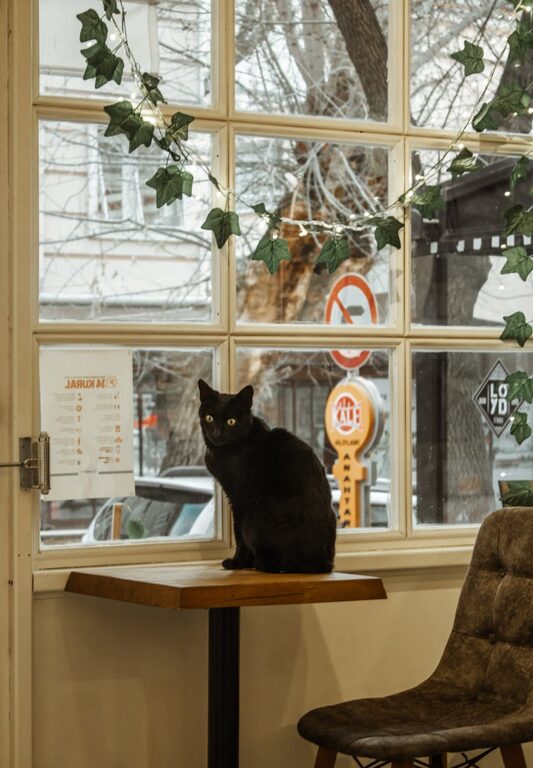 How to Set Up a Cozy and Practical Pet-Friendly Home Corner